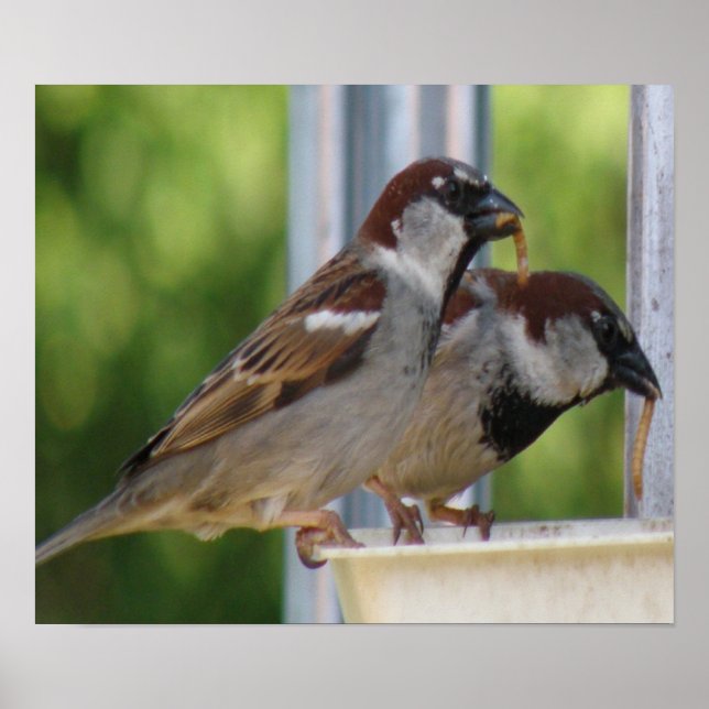Hungry House Sparrows Print (Front)