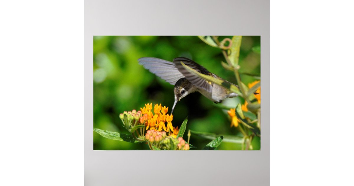 Hungry Hummingbird Poster Zazzle
