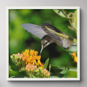 Hungry Hummingbird Wall Photo Tile