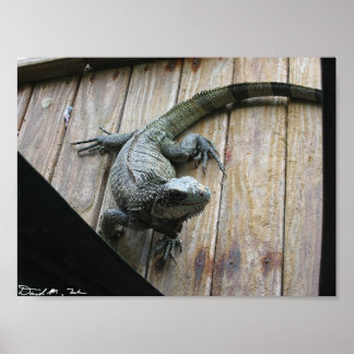 Hungry Iguana (cleanup) Poster