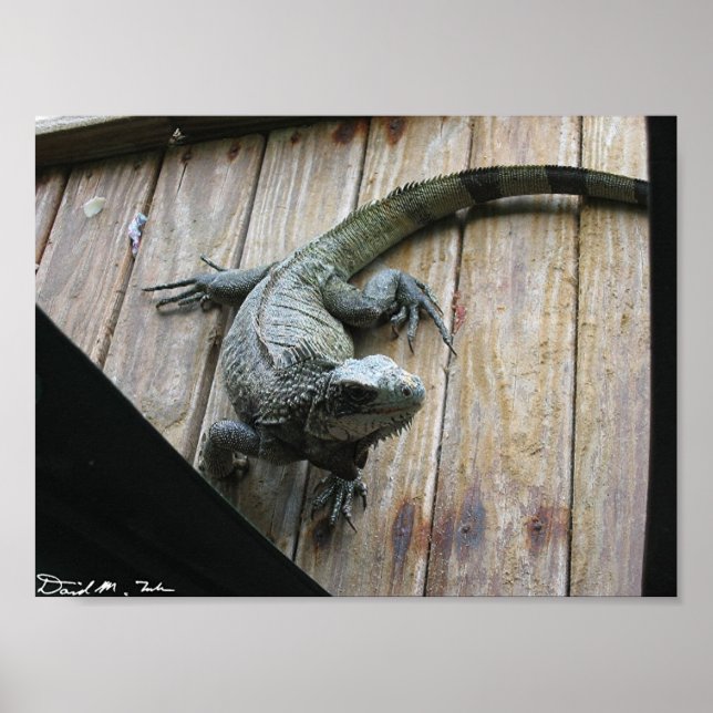 Hungry Iguana (cleanup) Poster (Front)
