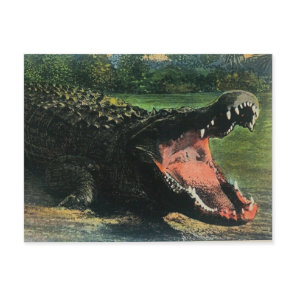 Hungry Man-eating Alligator Postcard