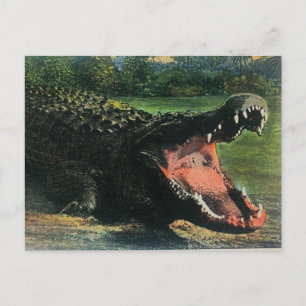 Hungry Man-eating Alligator Postcard