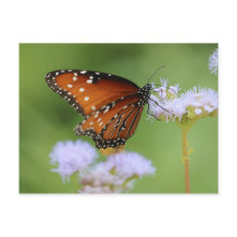 Hungry Monarch Butterfly