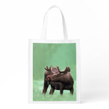 Hungry Moose with Velvet Antlers at Yellowstone