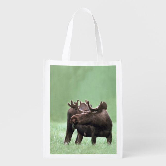 Hungry Moose with Velvet Antlers at Yellowstone Reusable Grocery Bag (Front)