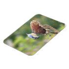 Hungry Nuthatch Magnet
