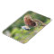 Hungry Nuthatch Magnet