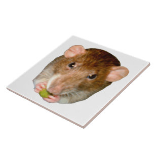 Hungry Rat Tile