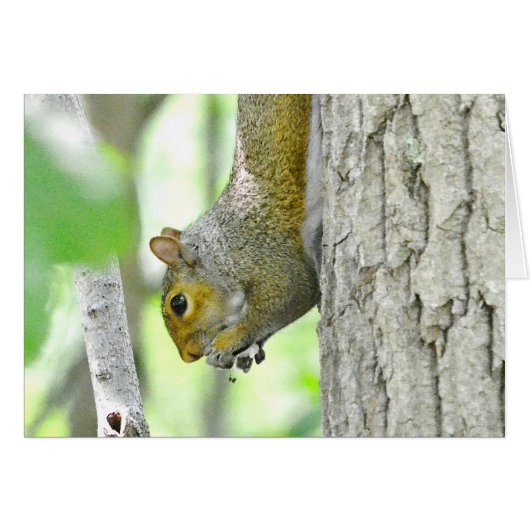 Hungry Squirrel (Front Horizontal)