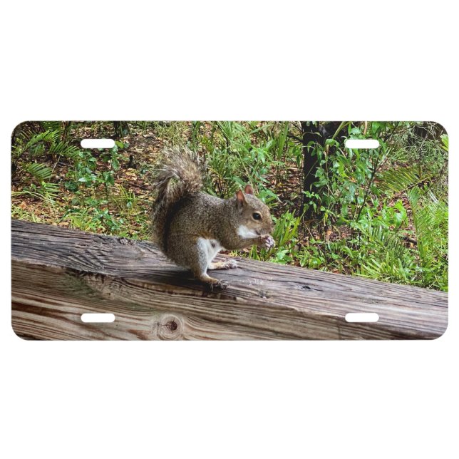 Hungry Squirrel  License Plate (Front)