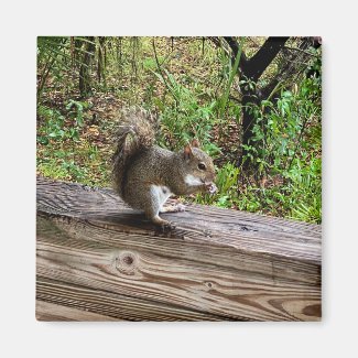 Hungry Squirrel