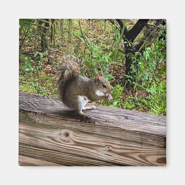 Hungry Squirrel Magnet (Front)