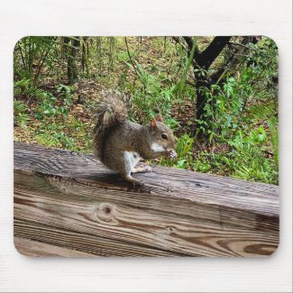 Hungry Squirrel