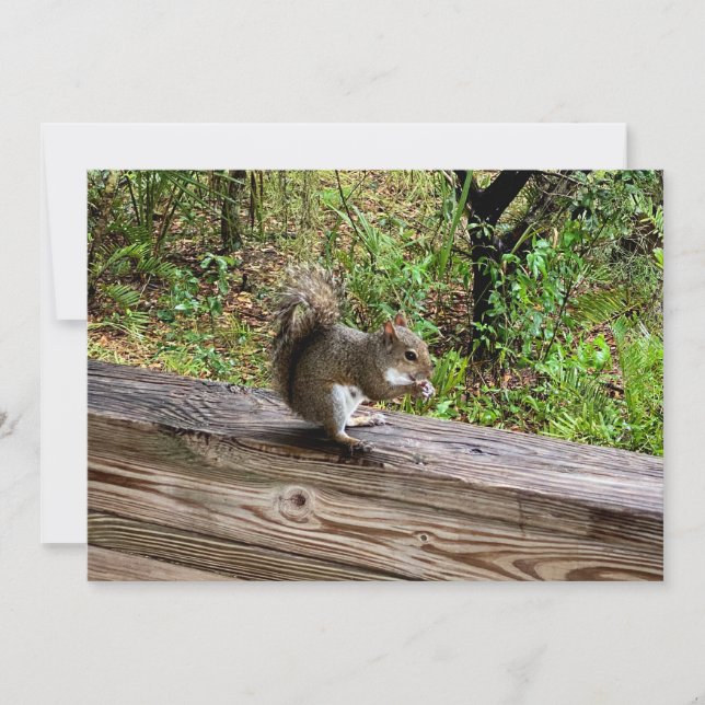 Hungry Squirrel  Note Card (Front)