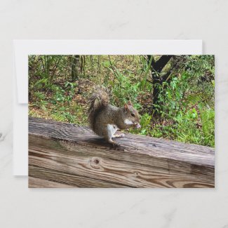 Hungry Squirrel 