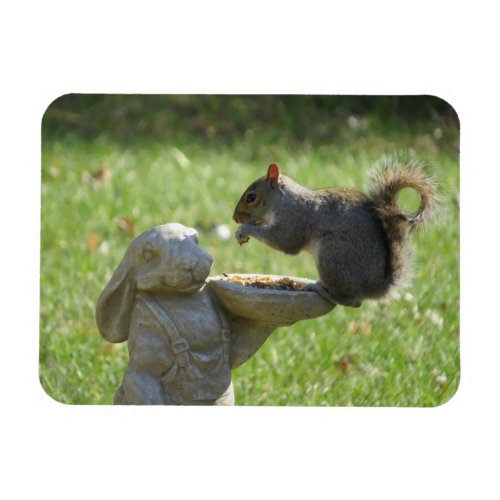 Hungry Squirrel on Rabbit Feeder Magnet