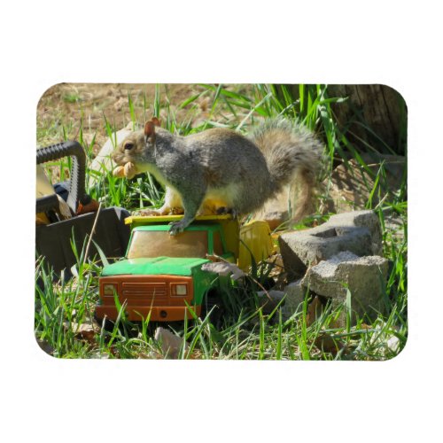 Hungry Squirrel on Toy Truck Magnet