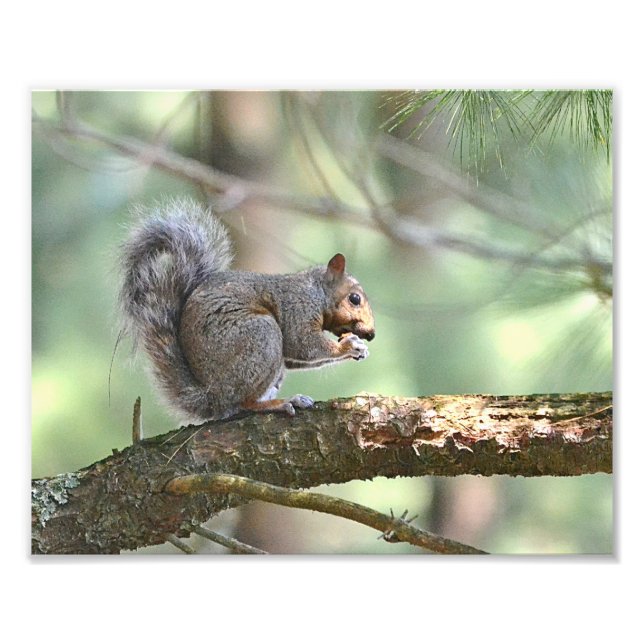 Hungry Squirrel Photo Print (Front)