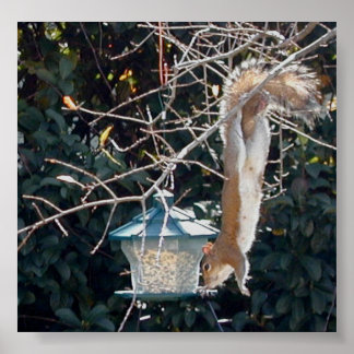 Hungry squirrel stealing food from the bird feeder poster