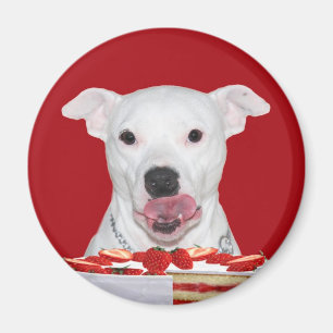 Hungry white pitbull magnet