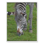 Hungry Zebra Temporary Tattoos