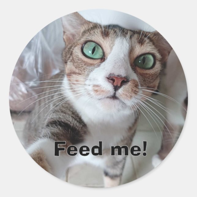 Hungy cat classic round sticker (Front)