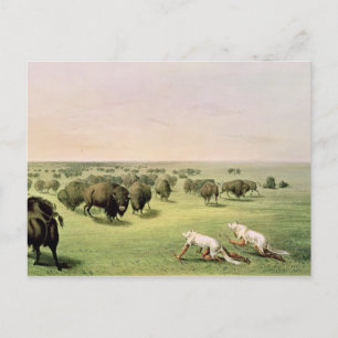 Hunting Buffalo Camouflaged Postcard