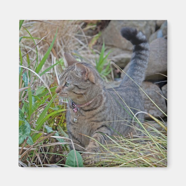 Hunting Cat Magnet (Front)