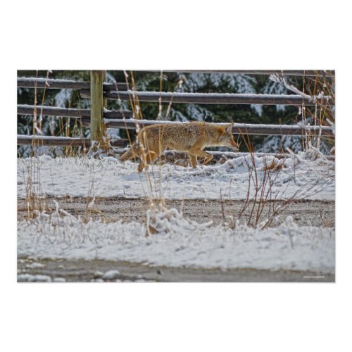 Hunting Coyote and Winter Snow Wildlife Photo Poster