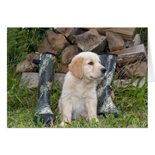 Hunting Dog Cards (Front Horizontal)