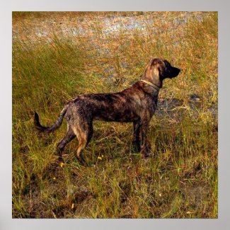 Hunting Dog in Wetlands Poster