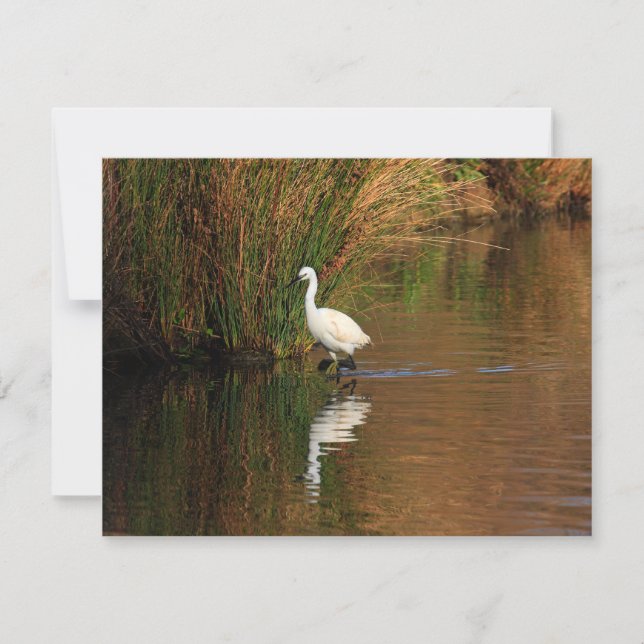 Hunting Egret Invitation (Front)