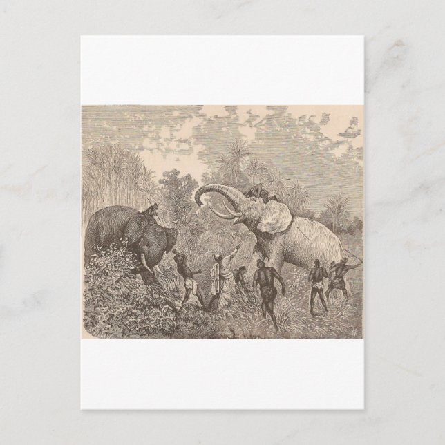 Hunting Elephants Postcard (Front)