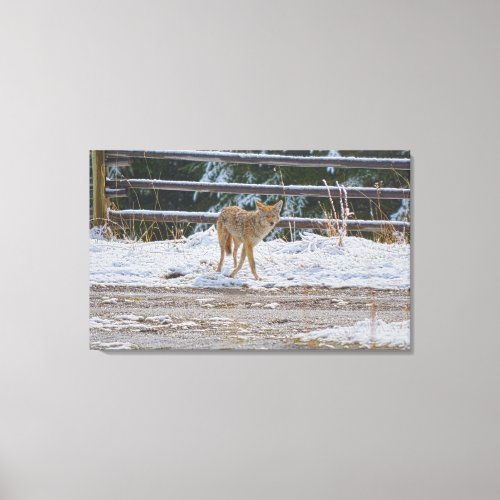 Hunting Female Coyote and Snow Wildlife Photo 5 Canvas Print