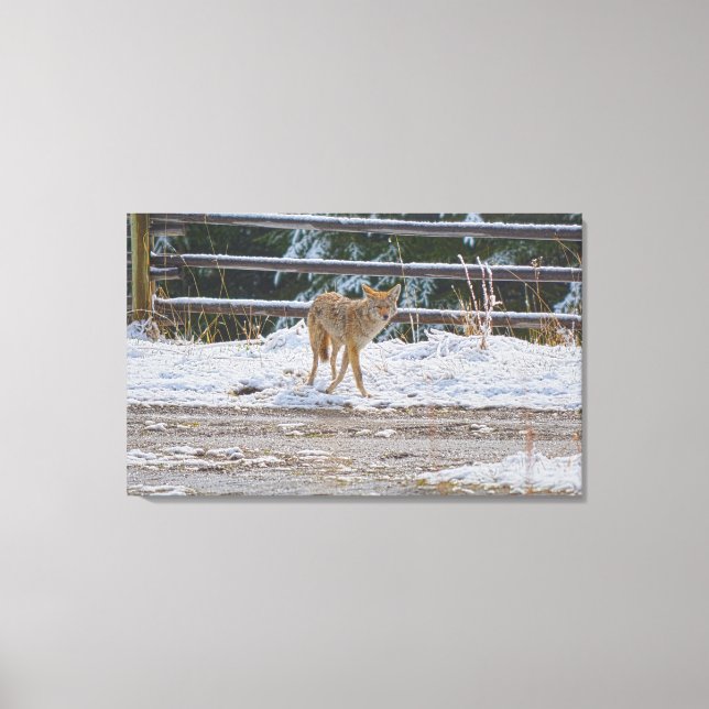 Hunting Female Coyote and Snow Wildlife Photo 5 Canvas Print (Front)