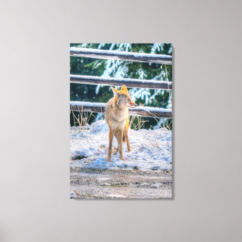 Hunting Female Coyote and Snow Wildlife Photo Art Canvas Print