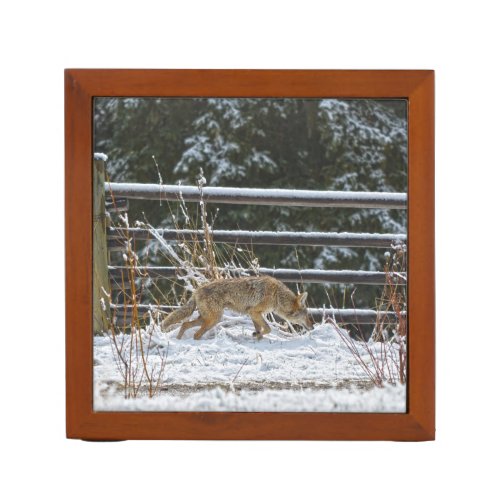 Hunting Female Coyote and Snow Wildlife Photo PencilPen Holder