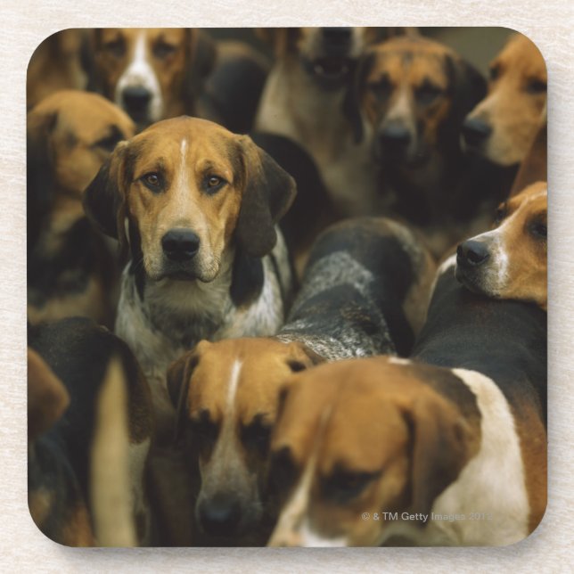 Hunting foxhounds, Galway Blazers, Ireland Beverage Coaster (Front)