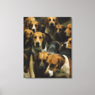 Hunting foxhounds, Galway Blazers, Ireland Canvas Print