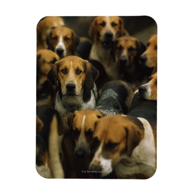 Hunting foxhounds, Galway Blazers, Ireland Magnet (Vertical)