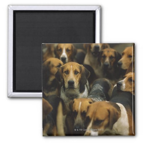 Hunting foxhounds Galway Blazers Ireland Magnet