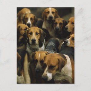 Hunting foxhounds, Galway Blazers, Ireland Postcard