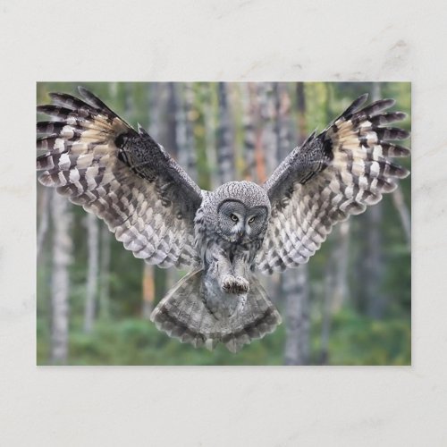 Hunting Great grey owl Postcard