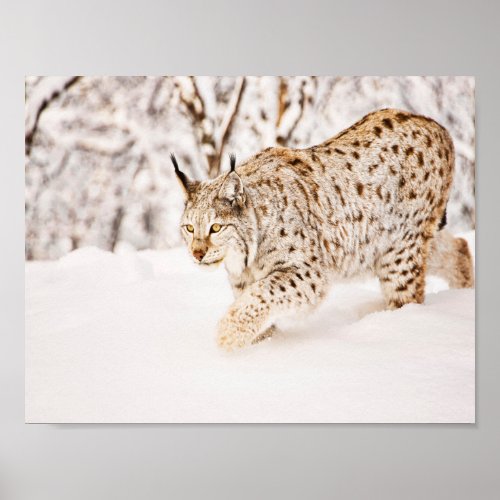 Hunting lynx cat in snow poster