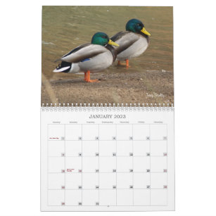 Hunting Mallard Ducks Calendar