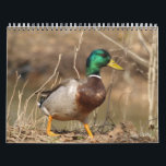 Hunting Mallard Ducks Calendar<br><div class="desc">Mallard Ducks Calendar for the sportsman! Great gift idea for hunters,  dad,  grandfather,  and the Mallard duck lover!</div>