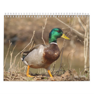 Hunting Mallard Ducks Calendar
