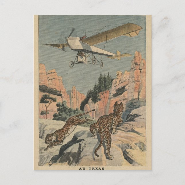 Hunting panthers from an airplane in Texas Postcard (Front)