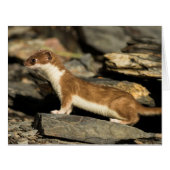 Hunting Weasel (Front Horizontal)